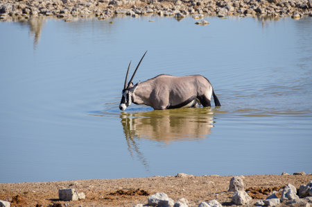 Oryx drinking from a waterhole in Etosha National Park, Namibiaの写真素材