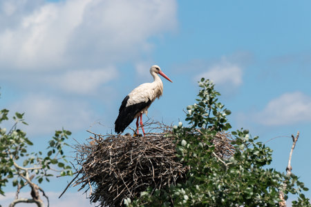White stork (Ciconia ciconia) in the nest