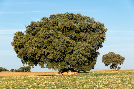 large holm oak in the fields