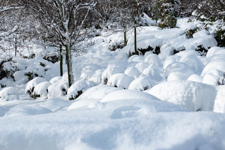 Snow covered trees and shrubs in the forest. Winter landscape.