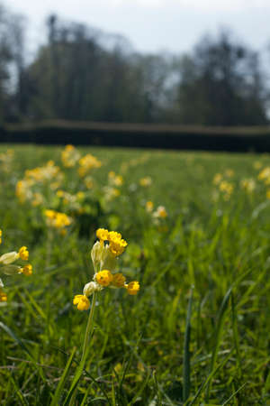 yellow flowers