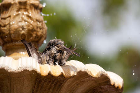 Bird head first in a bath
