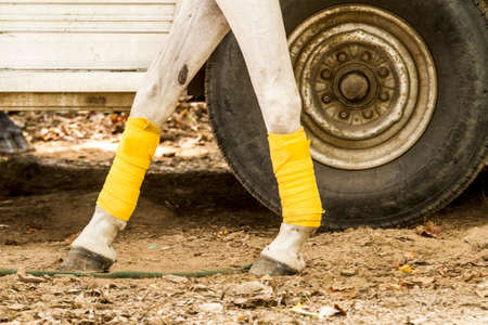Horse legs in front of a tireの写真素材