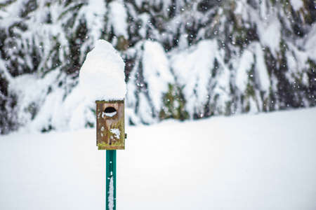 Bird house in the snow