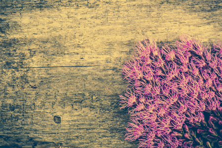 Summer flowers on wood, rustic design, copy spaceの写真素材