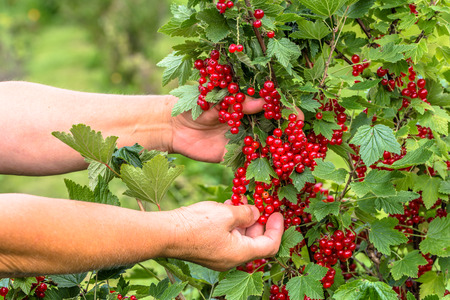 Hands picking fruits of red currant berries from the bushes in the summer garden, harvest seasonの写真素材