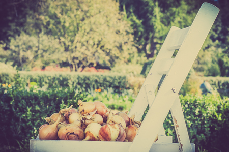 Ripe onions vegetables on chair on blurry background of autumn garden, vintage photo.の写真素材
