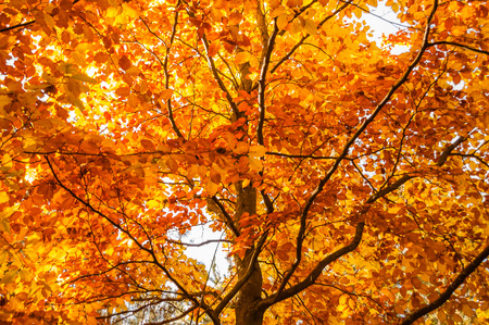 Beautiful autumn tree.の写真素材
