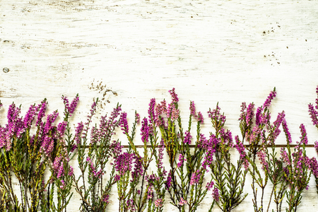 Flowers of heather in purple color on rustic wood background. Flowers backgrounds.の写真素材