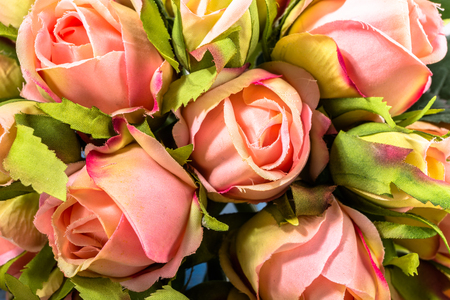 Pink valentine roses flowers useful as valentine card.の写真素材