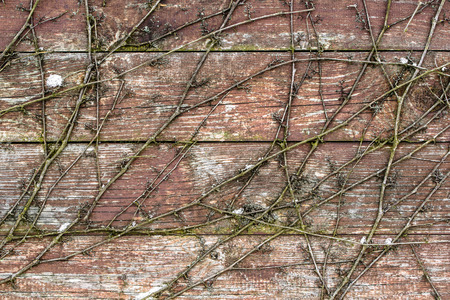 Wood background texture from wooden planks.の写真素材