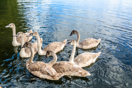 Young swans on the lake, wildlife, wild birds in natureの写真素材