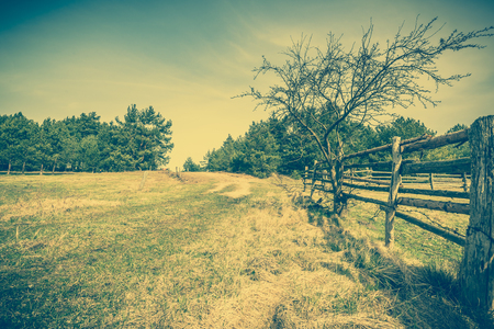 Beautiful rural scene with tree, forest, field and wooden fence, countryside landscape, pasture and meadow for grazing, vintage photoの写真素材