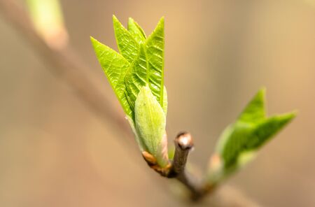 Young spring buds leaves macro bokeh backgroundの写真素材