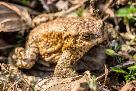 Macro of toad in the forest undergrowth, selective focus