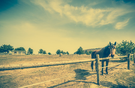 Beautiful horse on the ranch behind wooden fence, vintage landscapeの写真素材