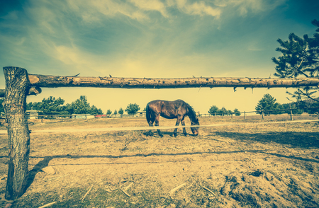 Beautiful horse on the ranch behind wooden fence, vintage landscapeの写真素材