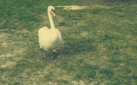 Beautiful white swan on the grass, vintage photoの写真素材