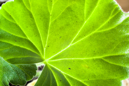 Macro of leaf texture, green backgroundの写真素材