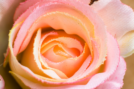 Macro of rose, texture background in pink colorの写真素材