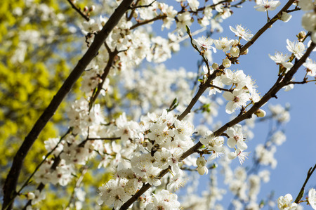 Spring blossom, white blossoming flowers petals of fruit treesの写真素材