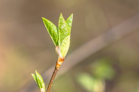 Fresh green spring leaves, new buds on twig