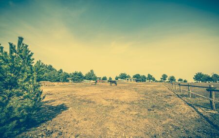 Rural landscape of ranch with horses on the field, vintage photoの写真素材