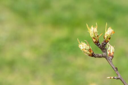 Young spring leaves buds, macro on bokeh background