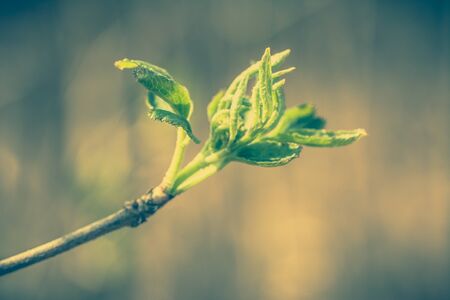 Fresh green spring leaves, new buds on twig