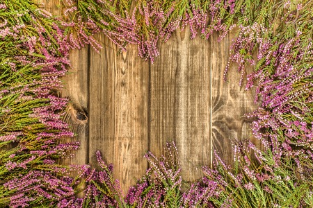 Heather flowers on wooden background, autumn flowers frameの写真素材