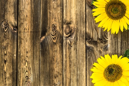 Sunflowers on wooden background, flowers frameの写真素材