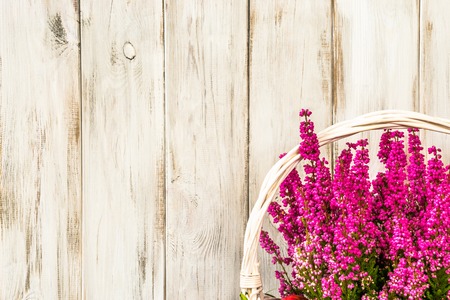Basket of heather flowers on wooden background, autumn home decorationの写真素材
