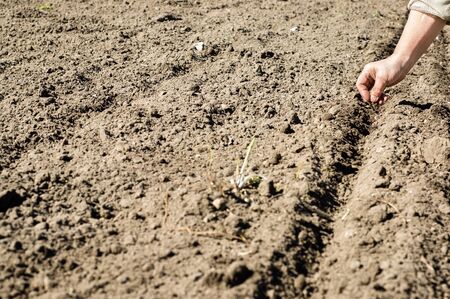 Woman working in the garden, sowing seeds into the soil on the plotの写真素材