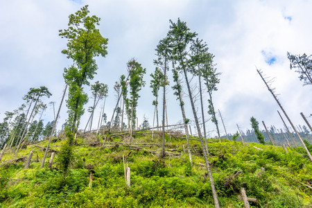 Polish mountain forest, pine trees on hill in natural state