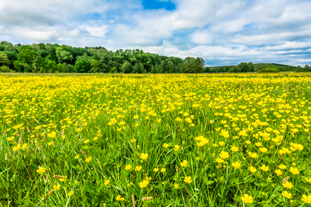 Yellow meadow with flowers in spring, landscapeの写真素材