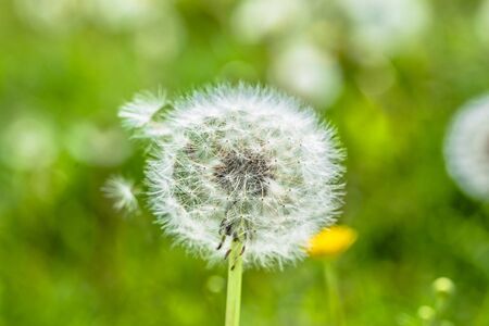 Seeds of dandelion on green blurred background of spring meadow, close-upの写真素材