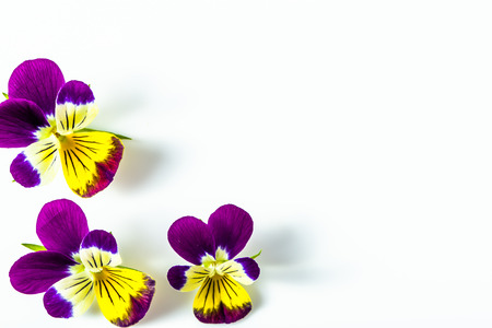Beautiful flowers frame with violets, floral pattern arranged on white backgroundの写真素材