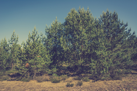 Pine trees on dry terrain in Poland, summer landscape, vintage photoの写真素材