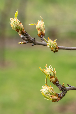 Fresh green leaves, spring buds leaf on twigの写真素材