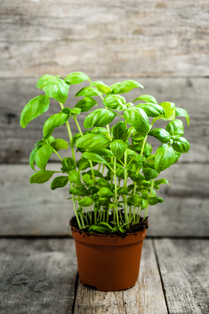 Italian food ingredients: green herbs, fresh basil growing in a pot on wooden tableの写真素材