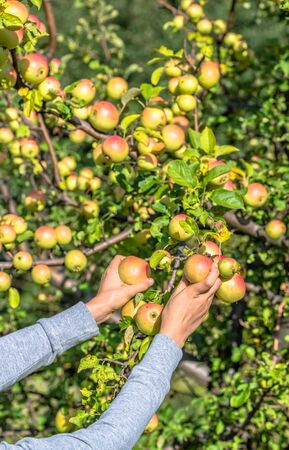 Autumnal apples picking. Hands and branch of apple tree. Autumn harvest in orchard.