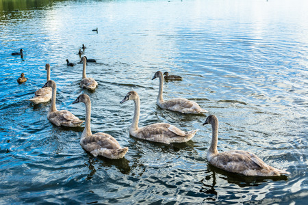 Young swans swimming on the water. Mute swans floating on the lake.の写真素材