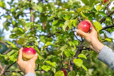 Autumnal apples picking. Apple tree branch and hands. Autumn harvest in orchard.