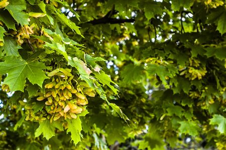 Maple tree branch with bunch of seedsの写真素材