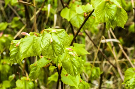 Fresh leaves in spring, background, green foliage on branches