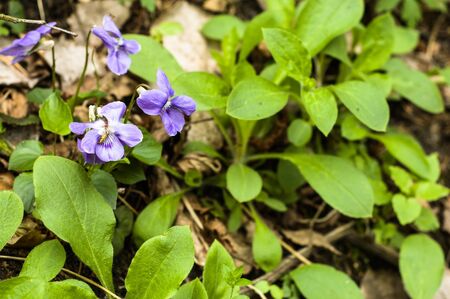 Flowers of violets in the spring forest, wildflowersの写真素材