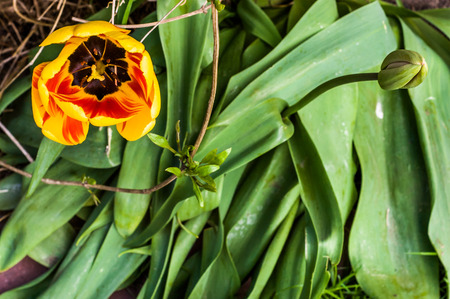 Closeup of tulip, top view in the garden, spring background