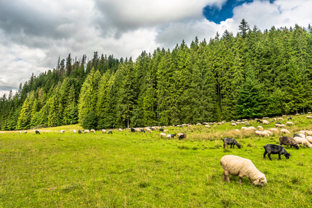 Herd of sheep on meadow in mountain valley, spring landscapeの写真素材