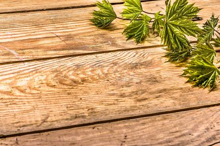 Spring background with fresh leaves of maple on wooden boardの写真素材