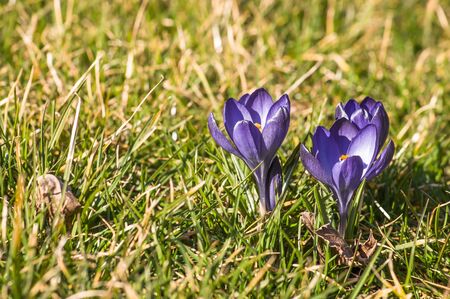Crocus on meadow, spring flowers fieldの写真素材